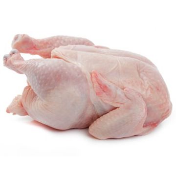 Buy Baby Chicken Online UK 