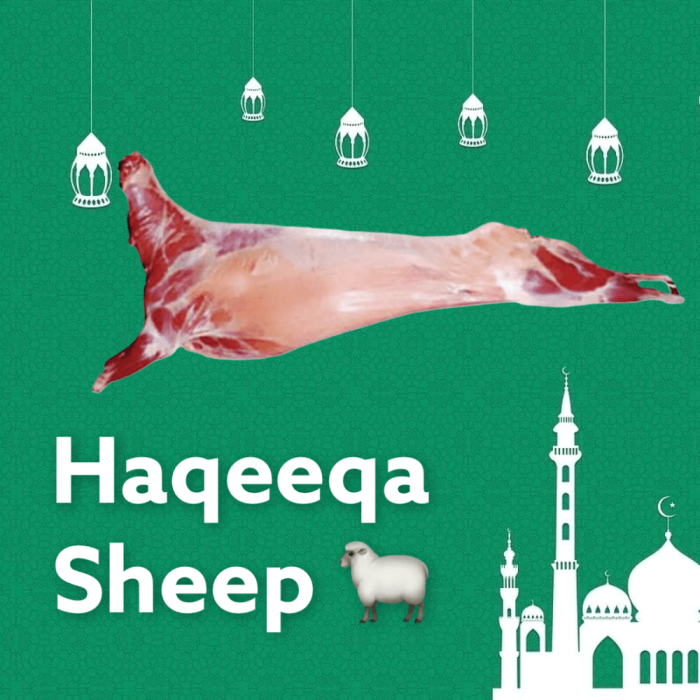 Picture of Haqeeqa Sheep Picture of Haqeeqa Sheep