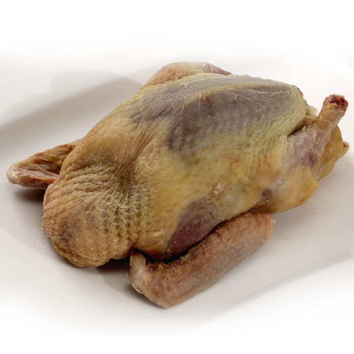 Picture of Pigeon Picture of Pigeon
